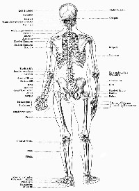 Labeled Human Skeleton Diagram Back