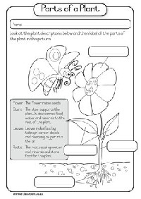 Science Plant Part Worksheets