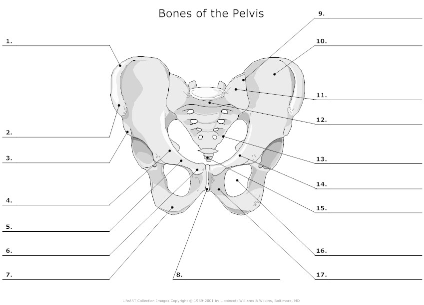 13 Best Images of Skeleton Bones Labeled Worksheets ...