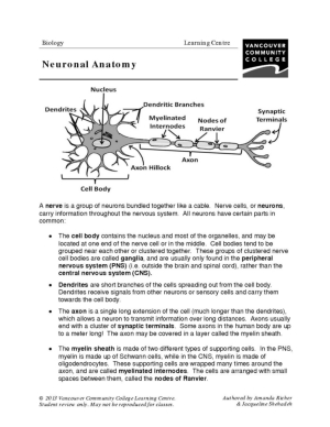 Brain Anatomy Physiology Worksheet