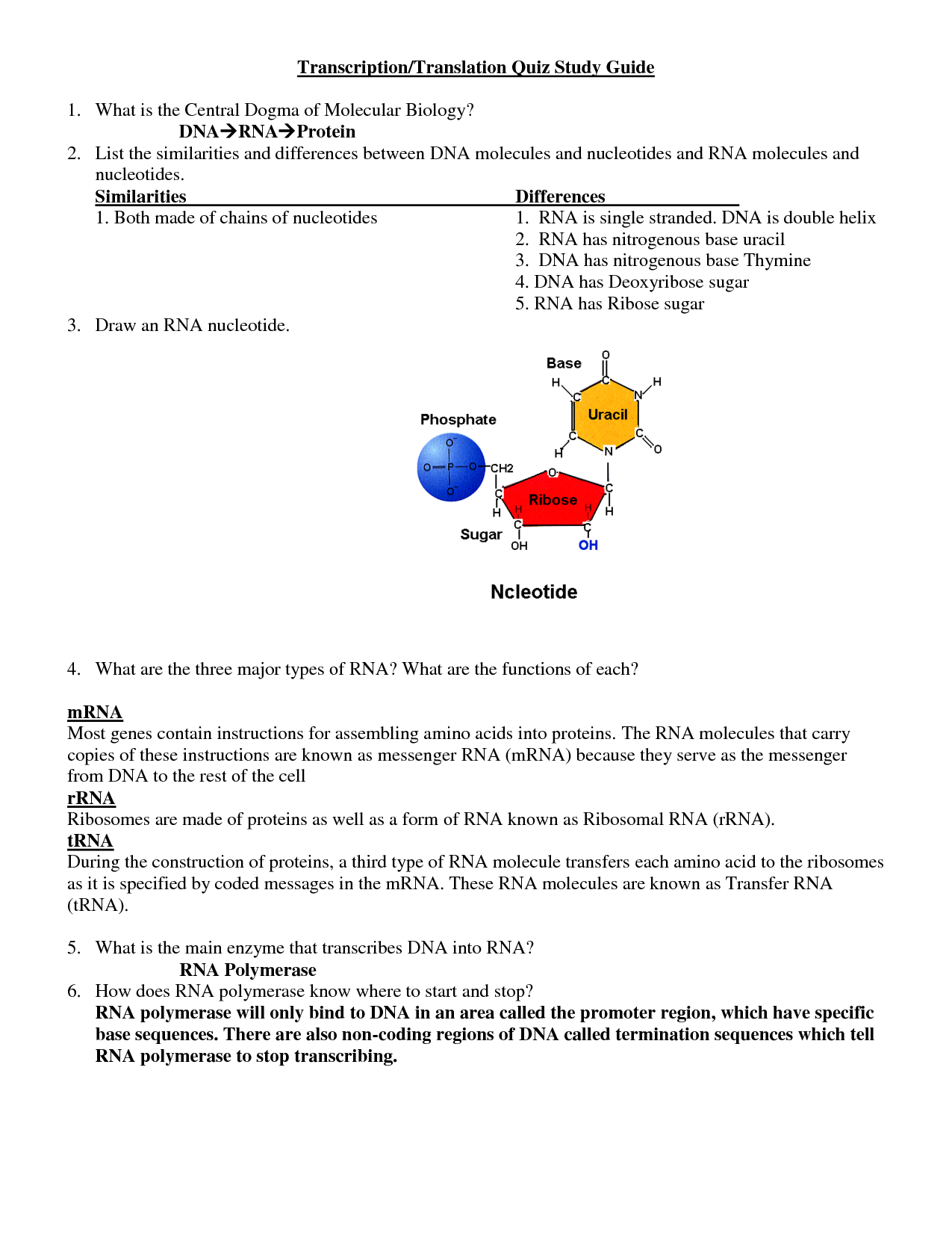14 Best Images Of Comparing DNA And RNA Worksheet Section 12 4 Mutations Answer Key