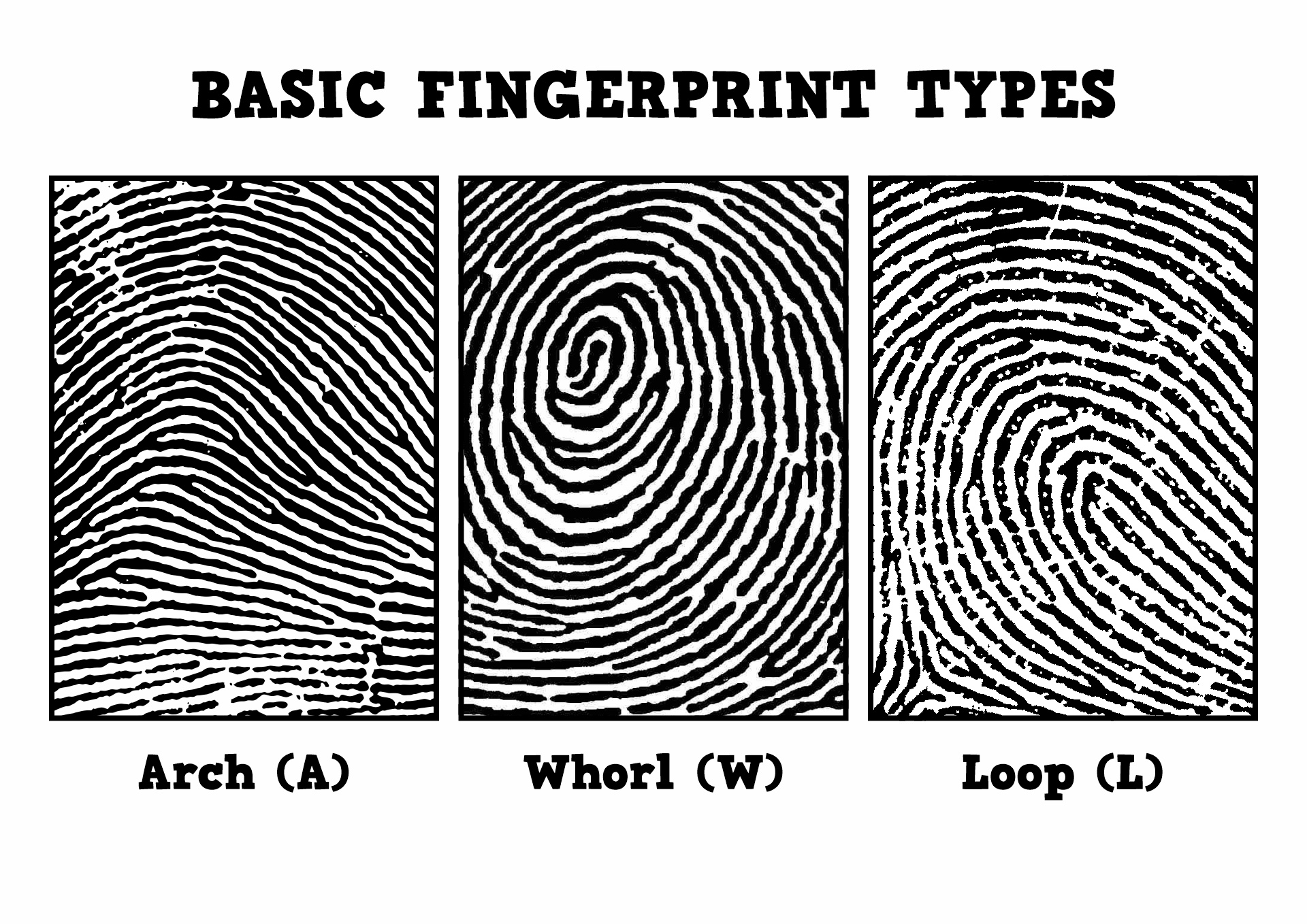 14 Best Images of Fingerprint Detective Worksheet God Made Me Special