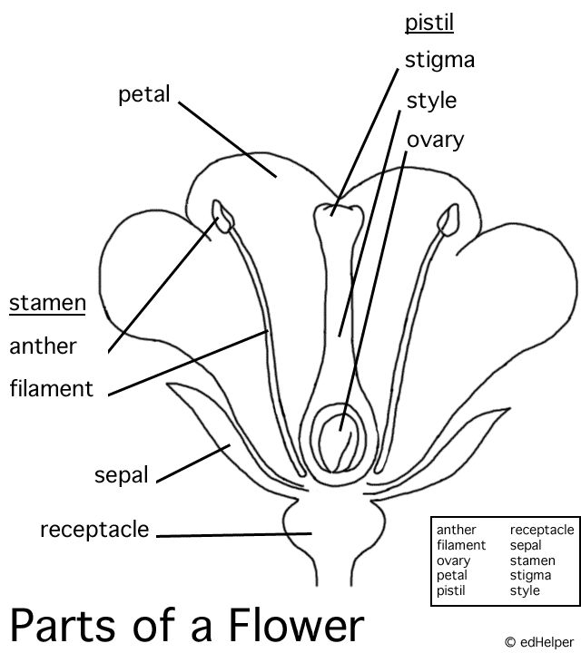 10 Best Images Of Label Ear Diagram Worksheet