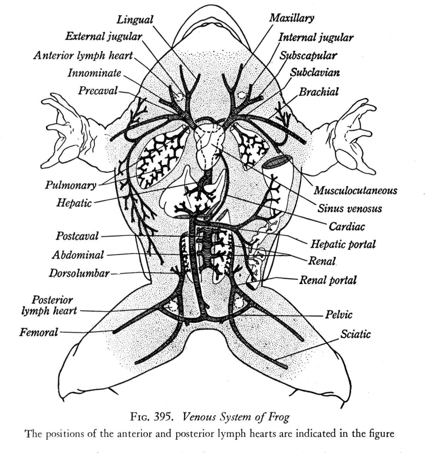 Frog Anatomy Worksheet Multiple Choice