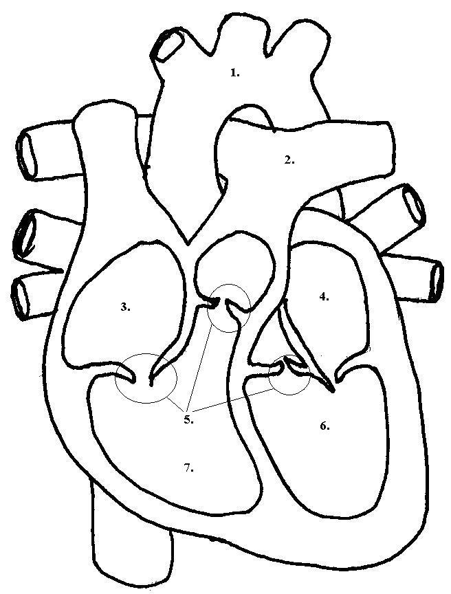 Human Heart Diagram Unlabeled