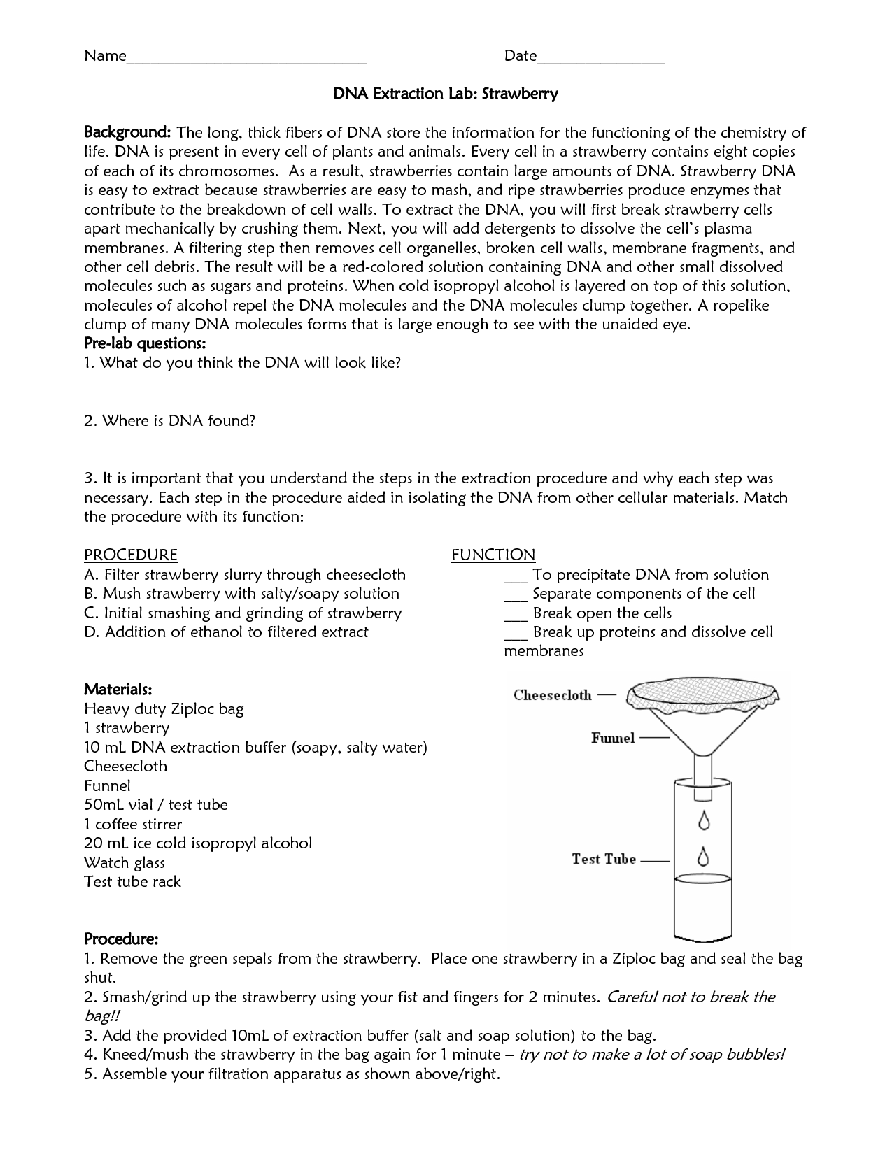 Strawberry Dna Extraction Lab Worksheet Answer Key