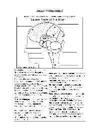 Brain Label Worksheet