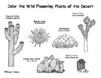 Desert Plants Coloring Pages