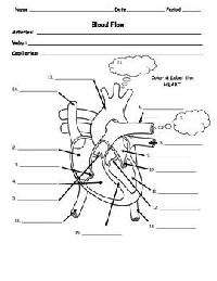 Heart Blood Flow Worksheet