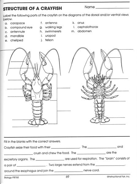 9th Grade Biology Worksheets