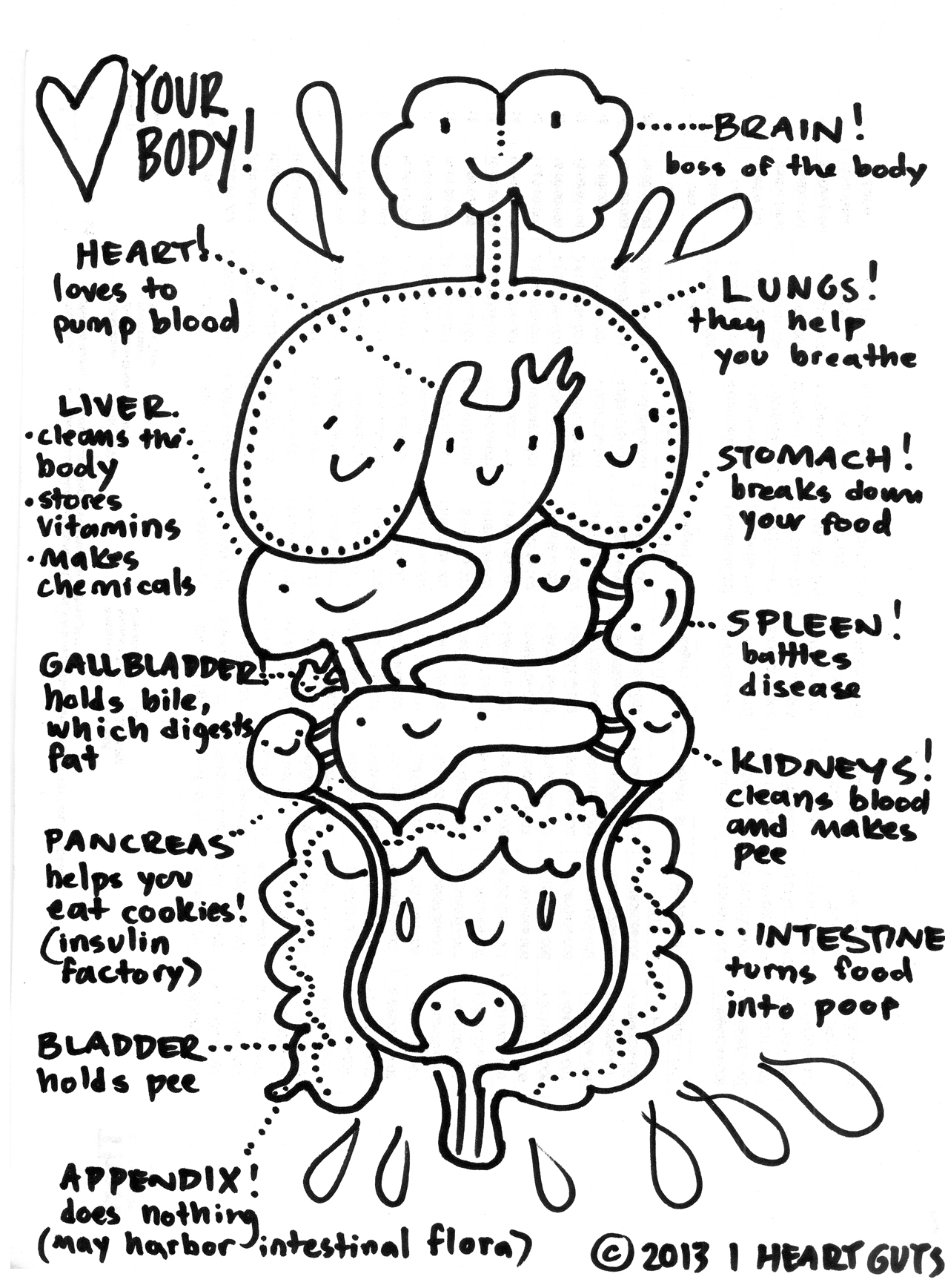 14 Best Images of Cell Anatomy And Physiology Worksheets Animal Cell