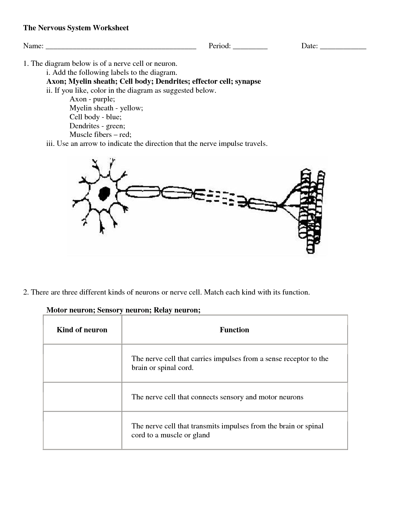 worksheet-nervous-system-worksheets-grass-fedjp-worksheet-study-site