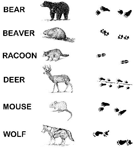 15 Best Images of Animal Tracks Matching Worksheet - Animal Tracks