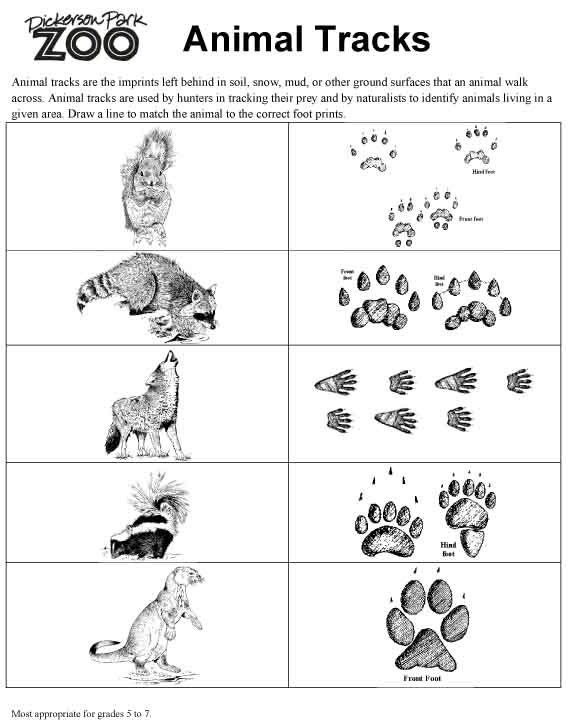 15-best-images-of-animal-tracks-matching-worksheet-animal-tracks-identification-worksheet