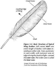 Bird Feather Structure