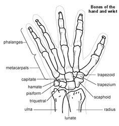 Hand Bone Anatomy