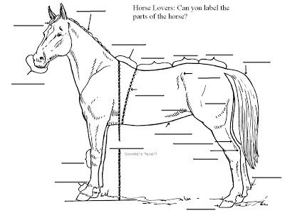 Horse Body Parts Quiz