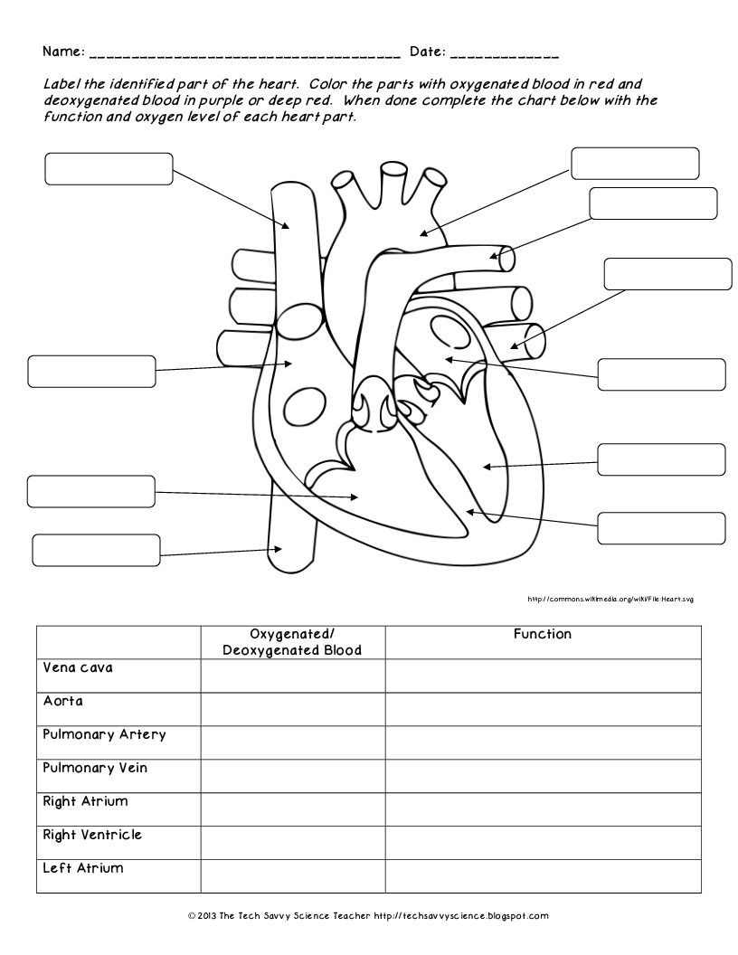 Human Body Systems Labeling Worksheet