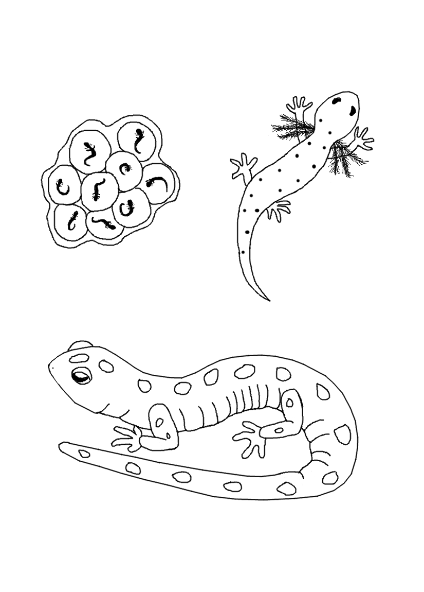 Printable Butterfly Life Cycle Coloring Page