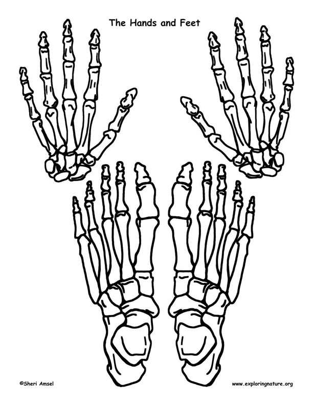 Skeleton Hands and Feet Template