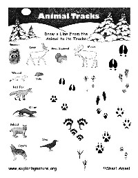 Animal Tracks Identification Worksheet