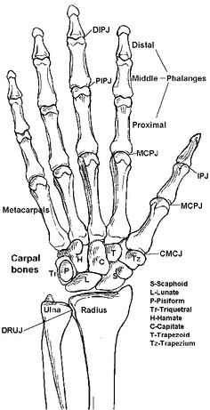 Wrist Hand Bone Anatomy