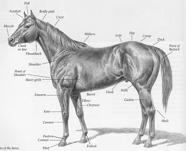 6 Best Images of English Saddle Parts Worksheet - Parts of Horse Hoof