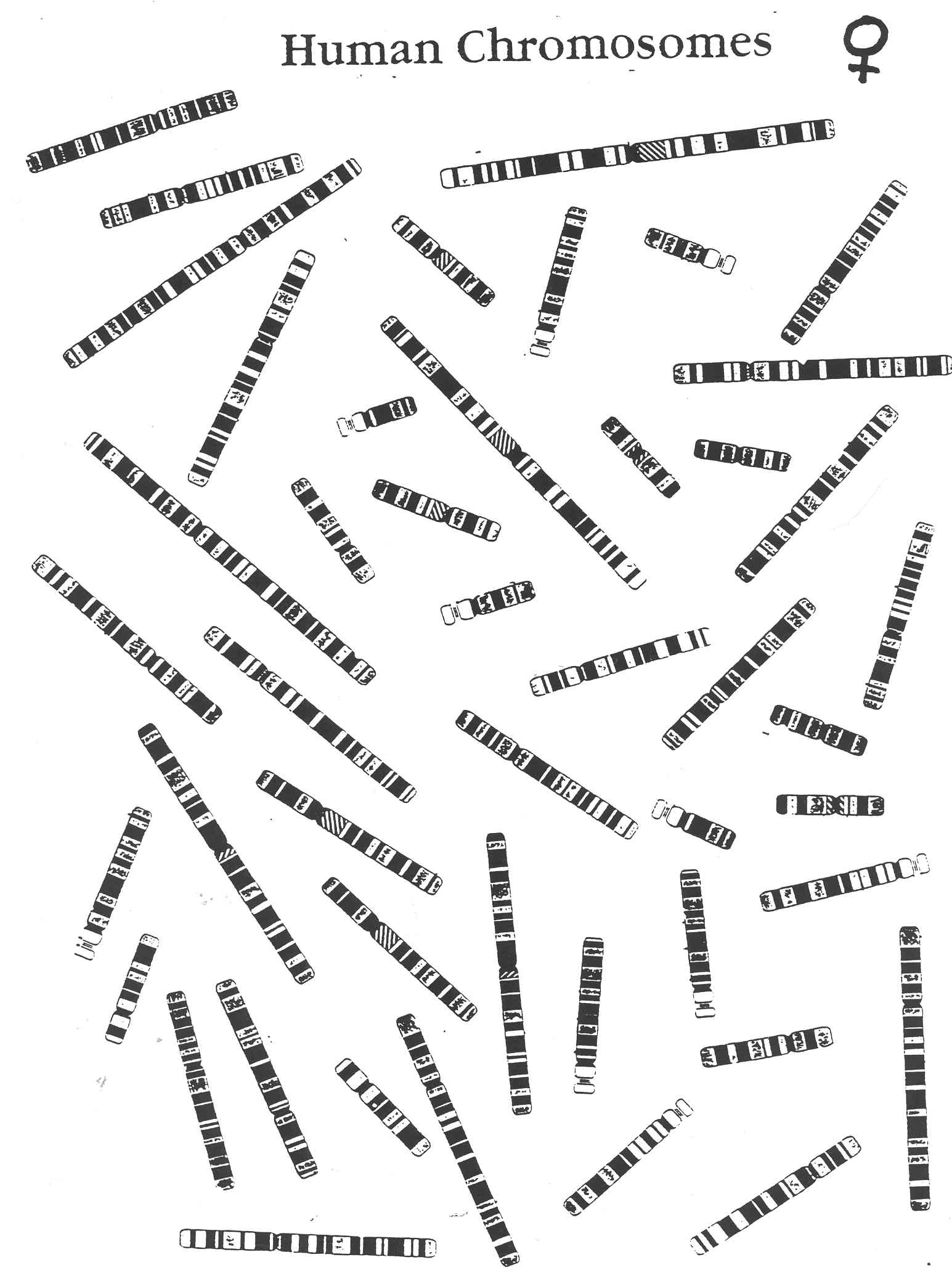 karyotyping-activity-http-www-biology-arizona-edu-human-bio