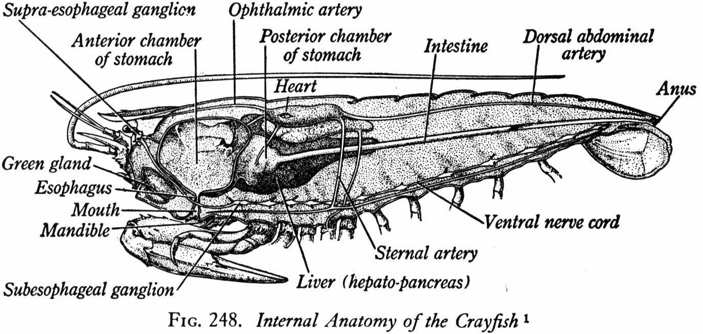 crayfish-internal-anatomy