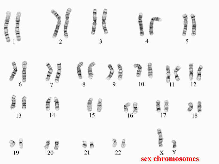 141-human-chromosomes-worksheet-answers