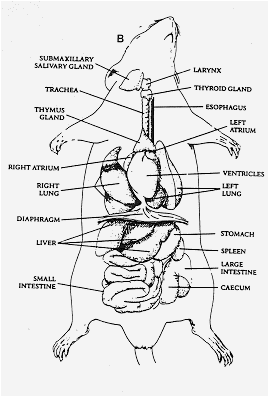 11 Best Images of Heart And Circulatory System Worksheets - Digestive