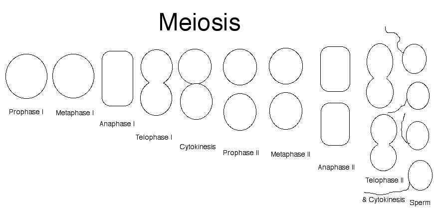 16 Best Images of Steps Of Meiosis Worksheet Answers - Meiosis Stages