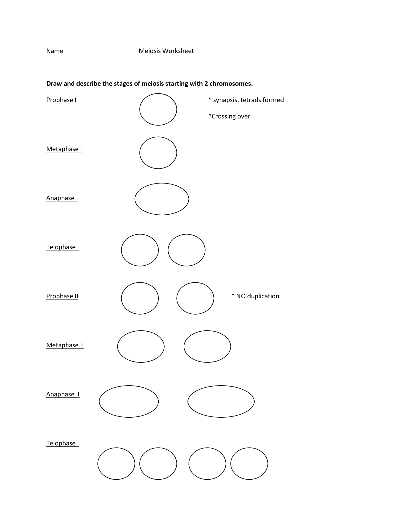 meiosis-stages-worksheet-answers