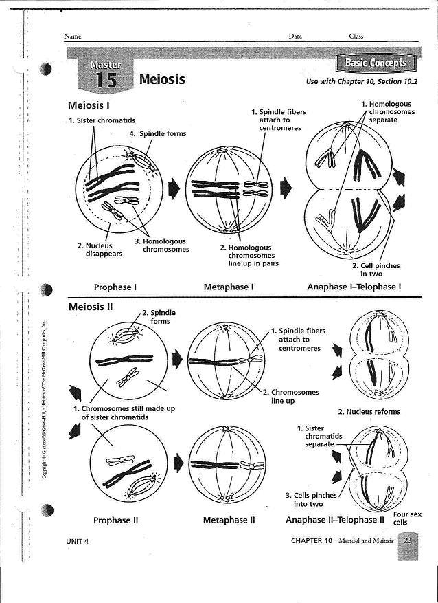 meiosis-worksheet-answer-key-biology