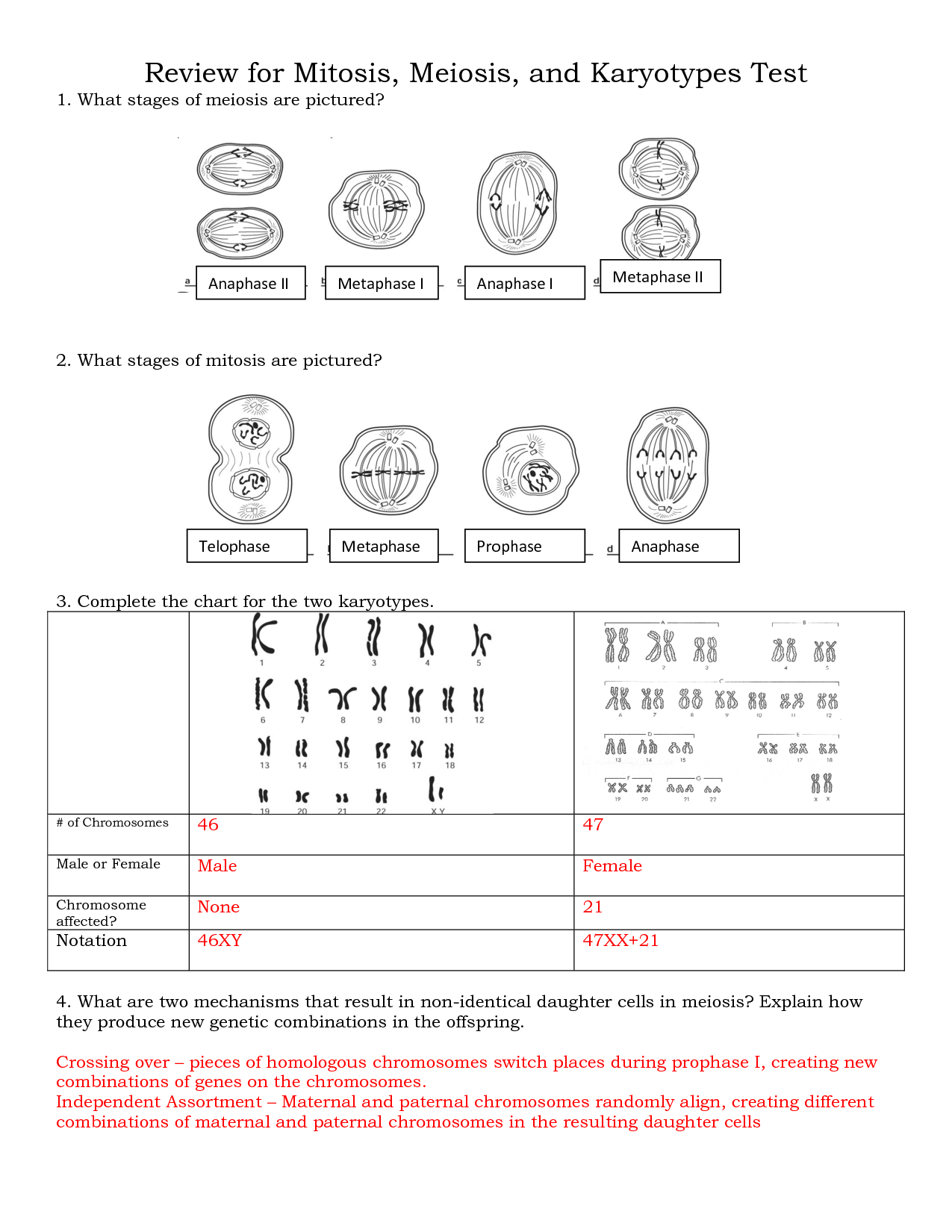 16 Best Images of Steps Of Meiosis Worksheet Answers Meiosis Stages