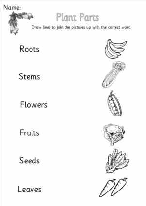 15 Best Images of Plant Life Worksheets - How Do Plants Grow Worksheet