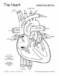 Heart and Circulatory System Worksheets
