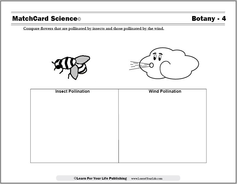 Wind for Pollination Worksheets