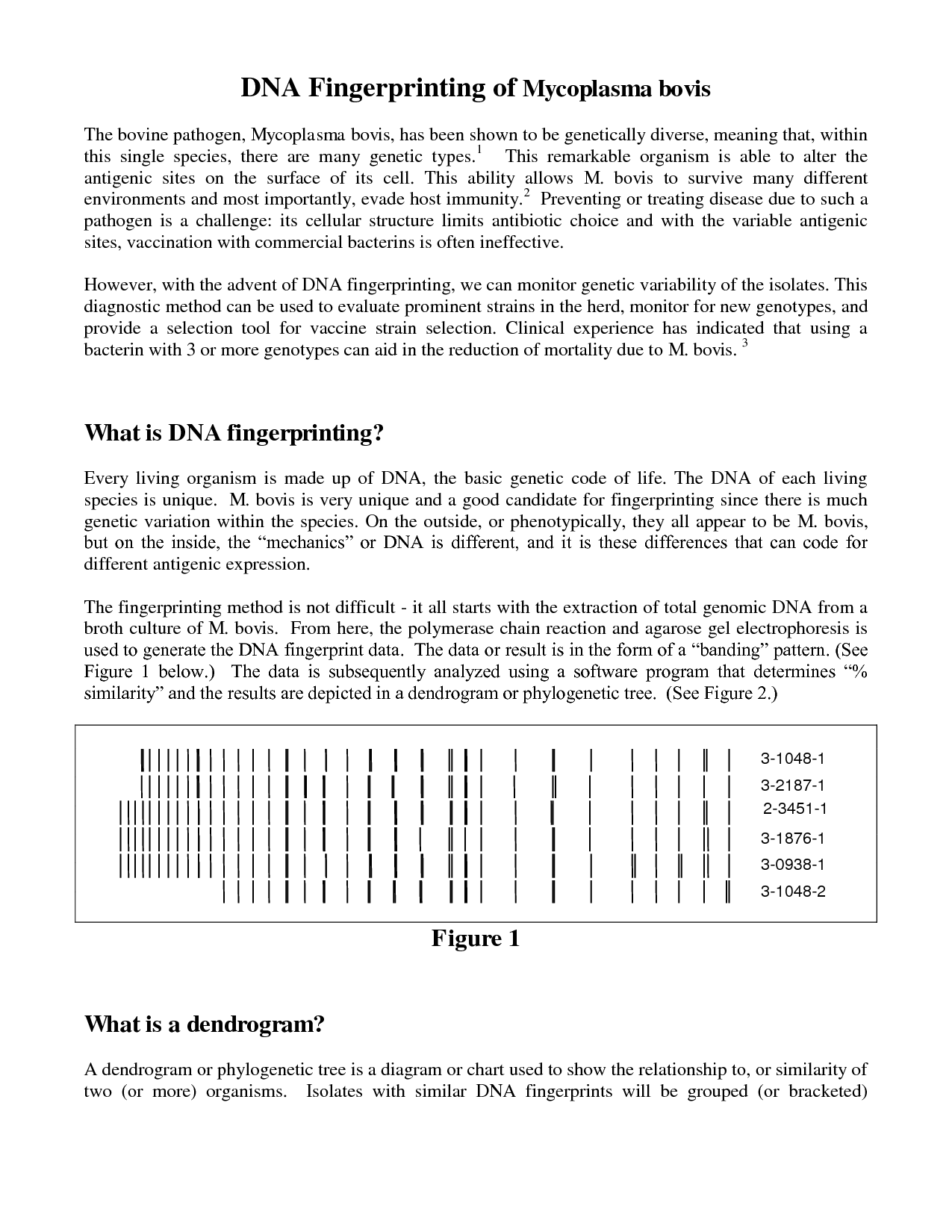 Dna Fingerprinting Worksheet Answers