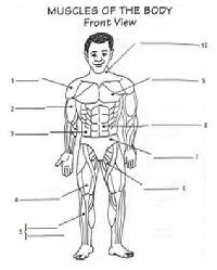 Muscular System Diagram Worksheet for Kids
