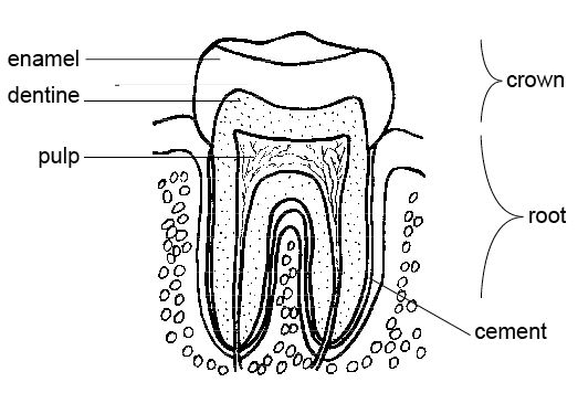 Anatomy Tooth Coloring Page
