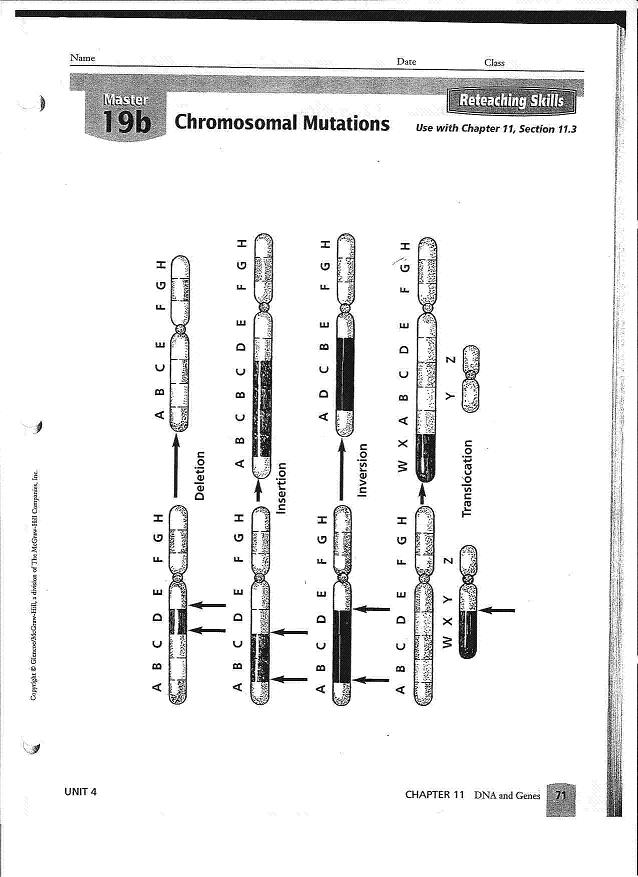 Gene And Chromosome Mutation Worksheet Answers