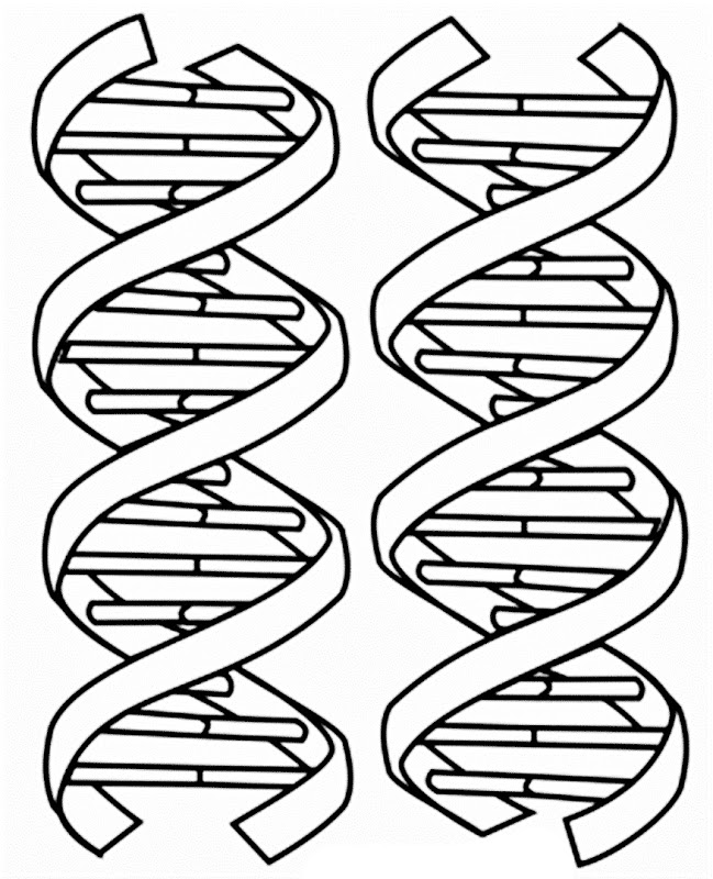 coloring-dna-worksheet-key