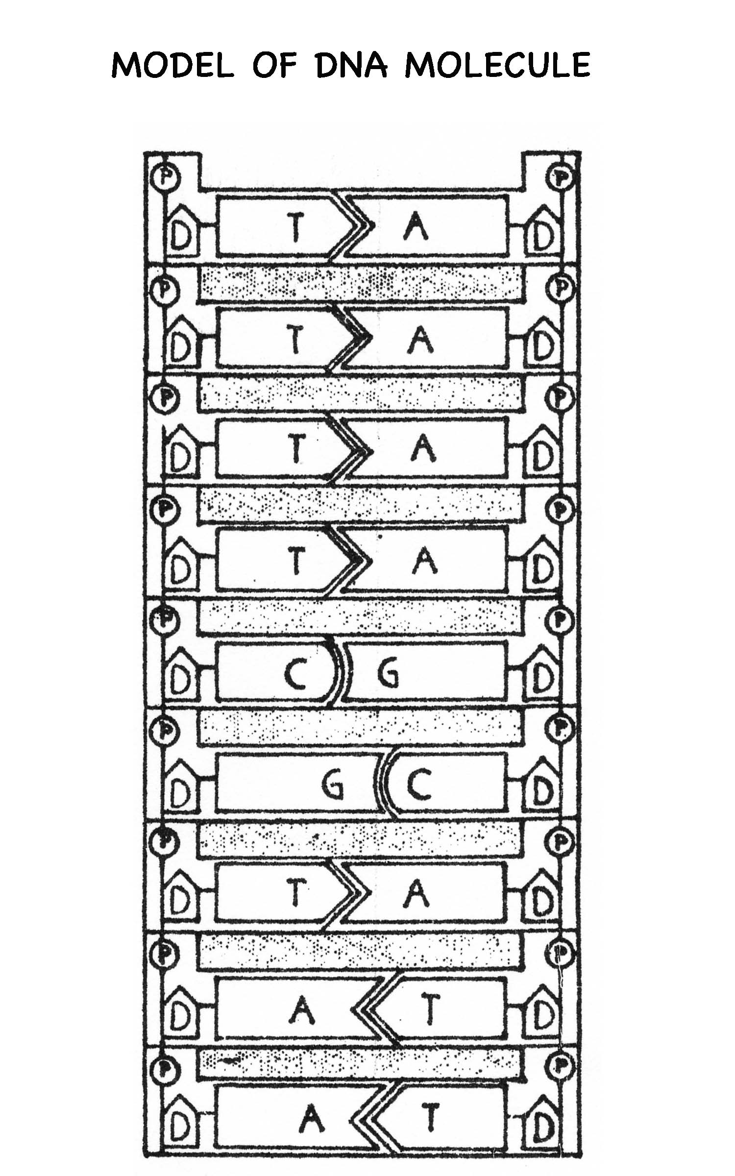 17 Best Images of DNA Worksheet Printable - DNA RNA Structure Worksheet