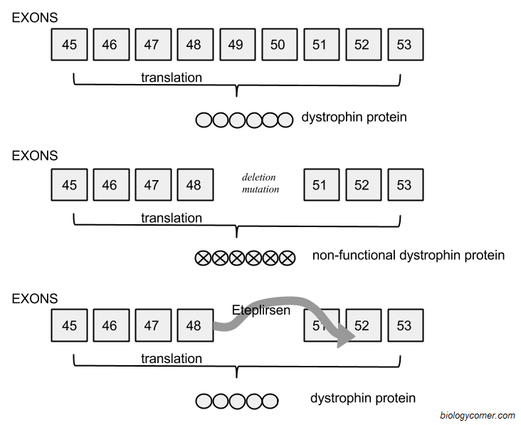 12 Best Images of Gene And Chromosome Mutation Worksheet  Genetic Mutation Worksheet Answer Key 