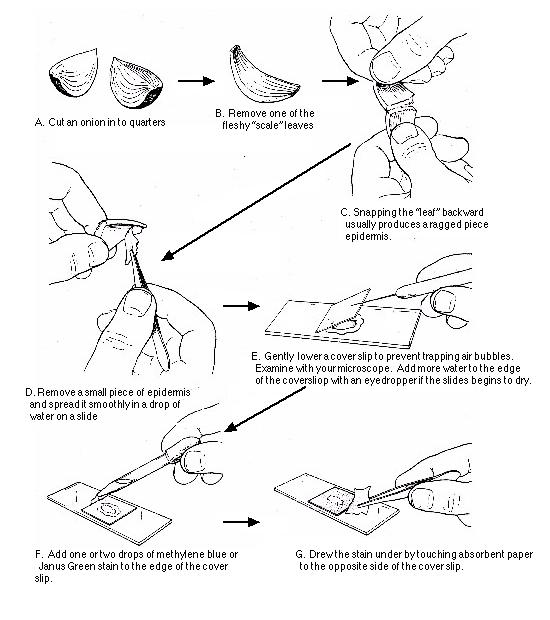 19 Best Images of Parts Of A Compound Microscope Worksheet - Compound
