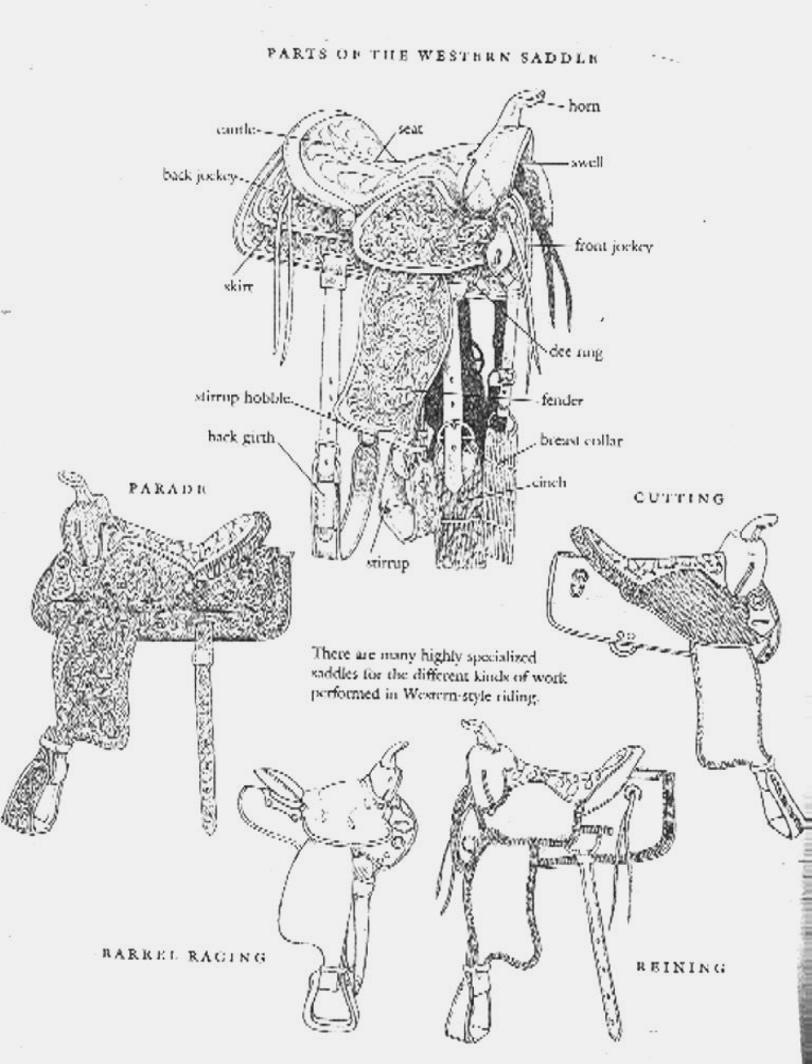 parts-of-an-english-bridle-diagram-quizlet