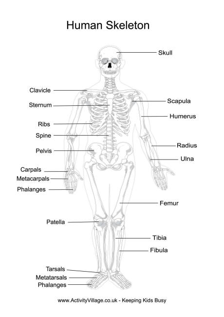  Printables Human Body Skeleton
