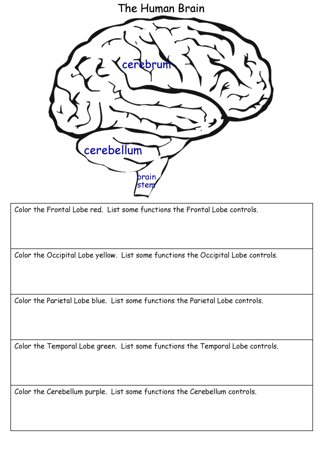 cognitive-worksheets-for-adults-with-brain-injury-spam-check-brain