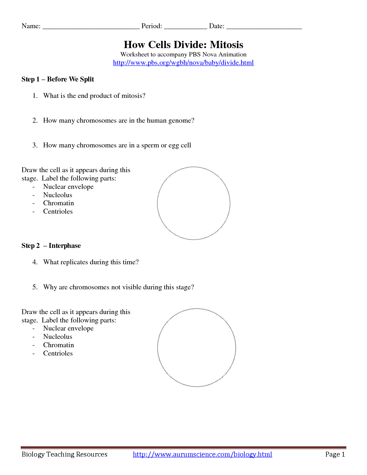 14 Best Images of Mitosis Worksheet Answers Crossword  Cell Division Crossword Puzzle Answer 